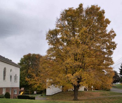 Nature: Foliage