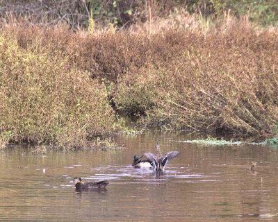 Nature: Mallard Ducks