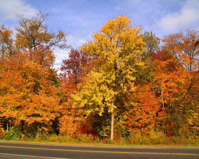 Nature: Foliage