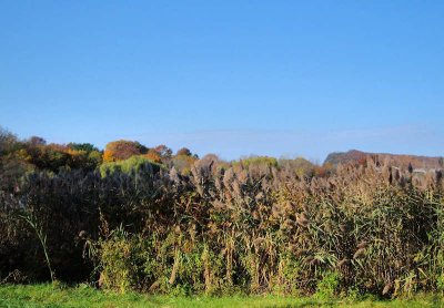 Nature: Reeds in Autumn