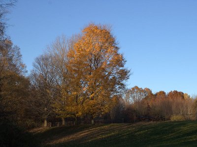 Series: Autumn Tree 1