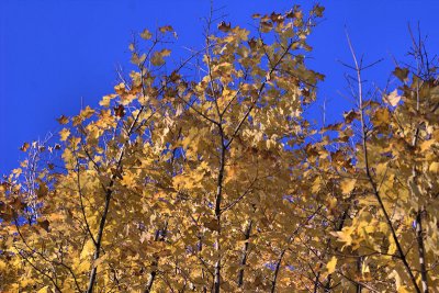 Series: Autumn Tree 3
