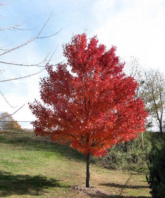 Red Autumn Tree