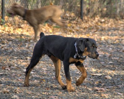 Series: Hamden Dog Park 5