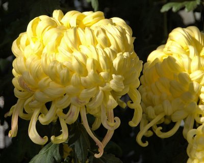 Japanese Chrysanthemum Exhibit