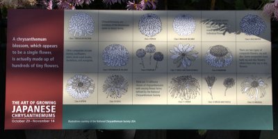 Japanese Chrysanthemum Exhibit