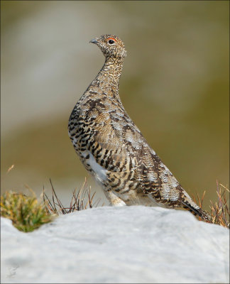 alpenschneehuhn