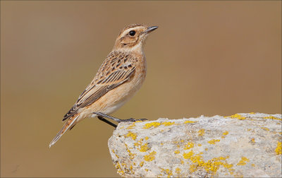 braunkehlchen