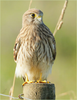 turmfalke