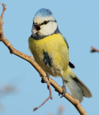 blaumeise