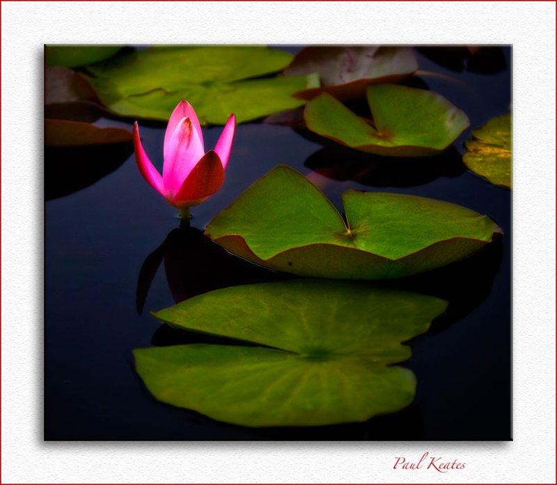 Wild-Lake-Water-Lily.jpg