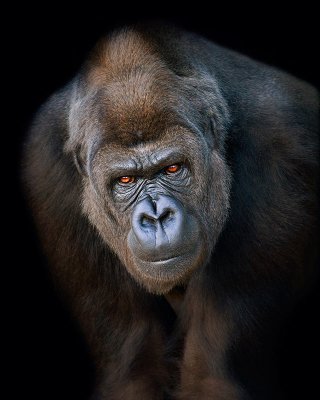 08.-Staring-Gorilla.jpg