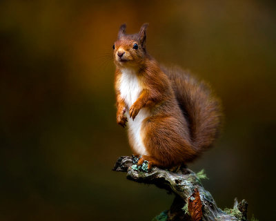 09.-Posing-Squirrel.jpg