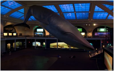 Blue Whale Milstein Hall of Ocean Life