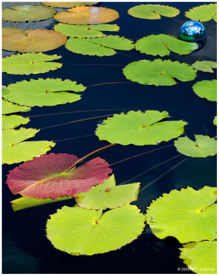 Chihuly  NY Botanical Gardens 4