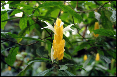 Img0225 Yellow Orchid.JPG