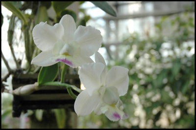 Img0252 White Orchid.JPG