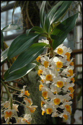 Img0270 Orchid.JPG
