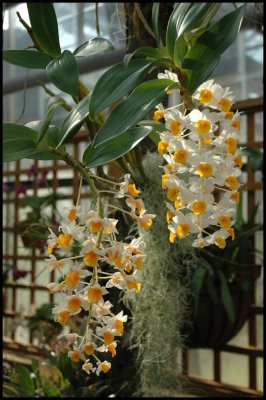 Img0271 Orchid.JPG