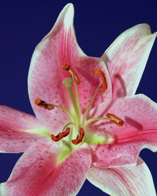 lily flower.jpg