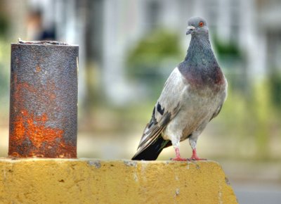 pigeon3 .jpg
