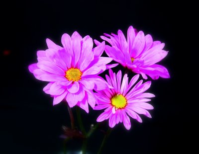 three flowers .jpg