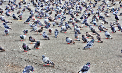 the pigeons