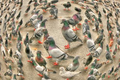 circle of pigeons .jpg