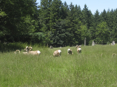 NW Trek Big / Horn Sheep