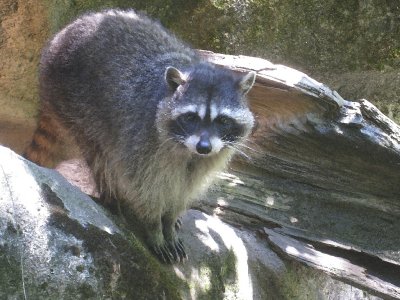 NW Trek / Raccoon (Dry Brush filter)