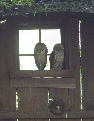 NW Trek / Barn Owls