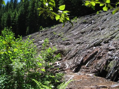 Collapsed Cedar Snowshed