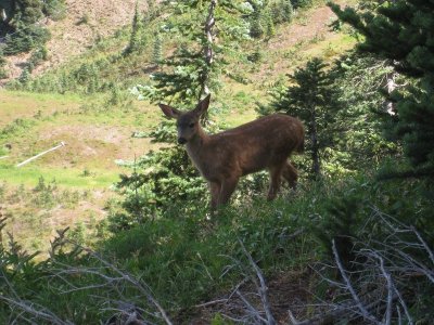 Deer along trail 4