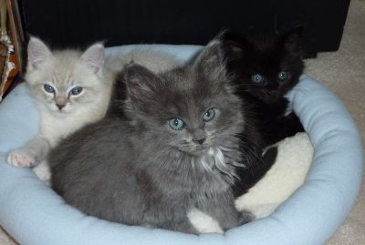Foster kittens 6/10