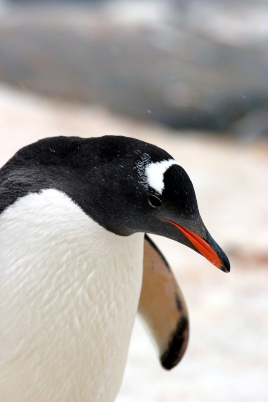 Gentoo close-up