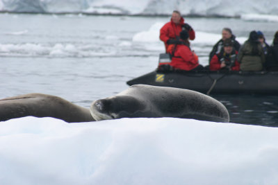 first leopard seals