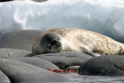 Leopard seal at the shore