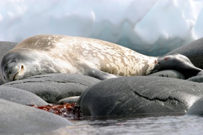 Leopard seal at the shore