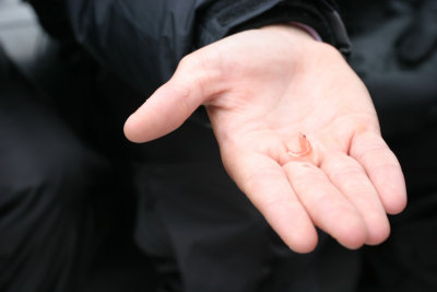 Krill
