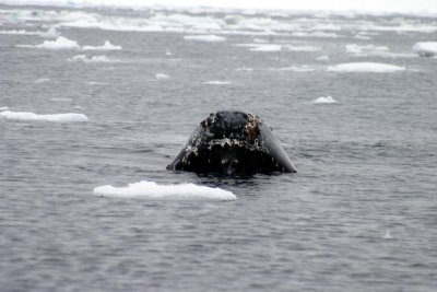 Humpback