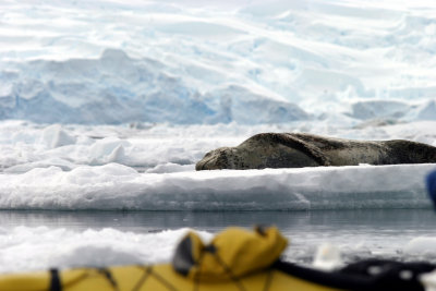 Leopard seal