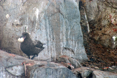 Skua = thief
