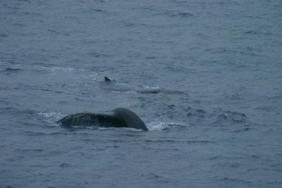Humpback tail