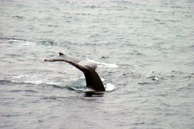 IMG_4551.jpg