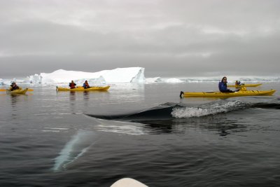 Mincke whale