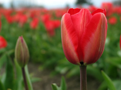 Portland and Washington Tulip Festival