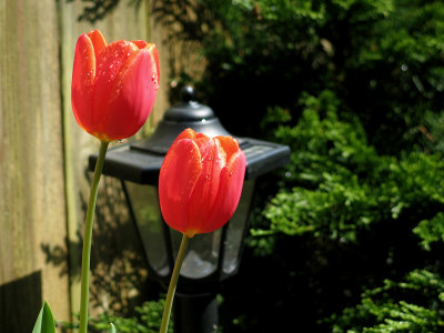 Bright orange color tulips