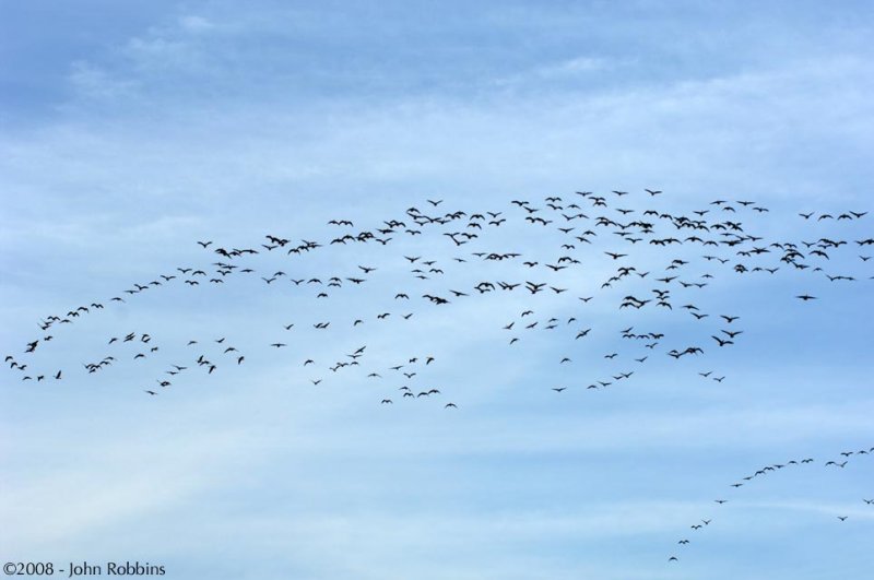 Geese Patterns