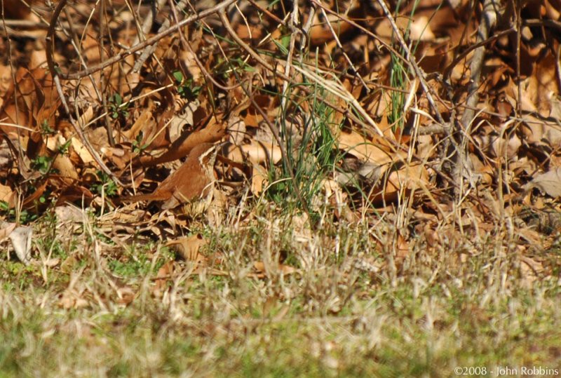 Carolina Wren