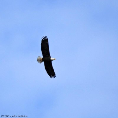 Eagle Flying